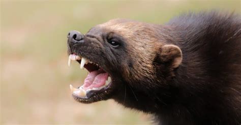 Epic Battles: A Wolverine Pack vs. A Grizzly Bear