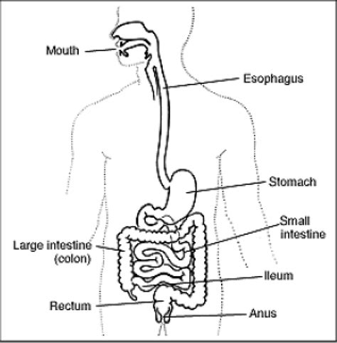 Flexible sigmoidoscopy - with enema bowel preparation | CUH