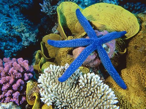 Blue Linckia Sea Star,Great Barrier Reef, Australia | Flickr