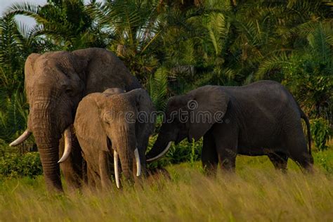 Elephants in the Amboseli National Park Stock Image - Image of huge ...