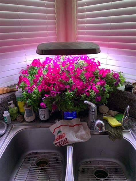 Flowers are a lot easier than vegetables : aerogarden | Aerogarden, Growing plants, Farm gardens