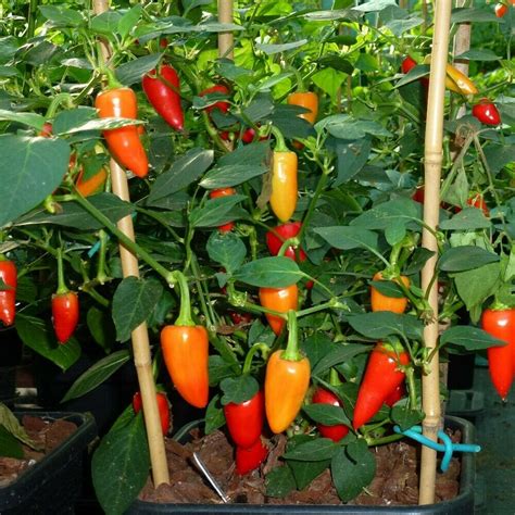 Pepper, Hot - Santa Fe Grande - St. Clare Heirloom Seeds