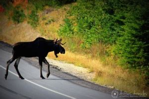 Fall Foliage in Algonquin Park – drifters chronicles