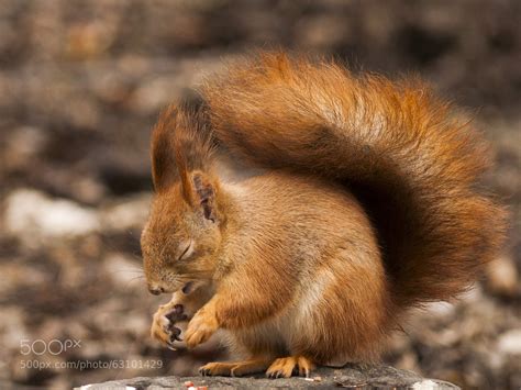 Sleepy squirrel photographed by Ivány Richárd : pics