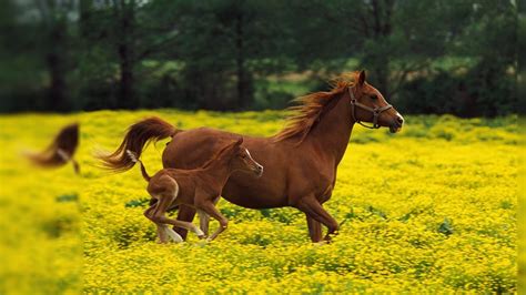 🔥 [76+] Horse Desktop Backgrounds Free | WallpaperSafari