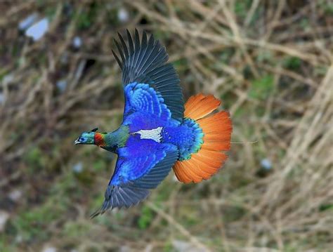 Himalayan Monal in Flight | Pet birds, Nature animals, Beautiful birds