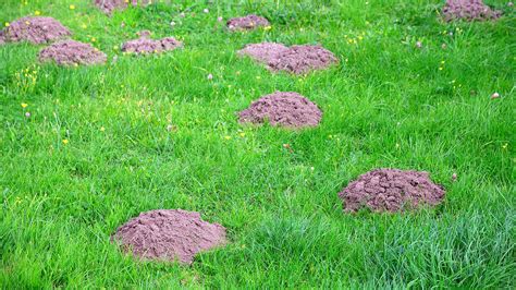 Keep Your Yard Free of Unsightly Molehills