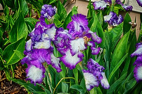 Irises | Just one of the several plantings bordering our hom… | Flickr