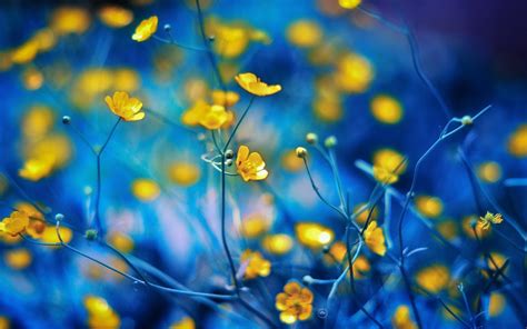 Yellow And Blue Wallpapers - Wallpaper Cave