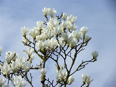 Beautiful White Magnolia - White Wallpaper (34732662) - Fanpop