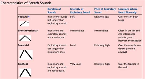 Bronchial Breath Sounds Causes - Katherine Taylor