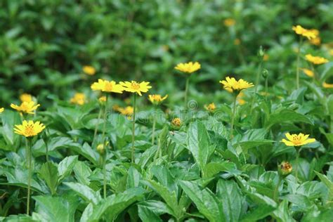 Closeup Singapore Daisy Flower Stock Photo - Image of divaricatum, garden: 77533584