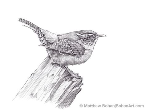 Carolina Wren Pencil Sketch p52 | Bird drawings, Bird sketch ...