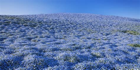 Hitachinaka's Hitachi Seaside Park Is The Springtime Paradise You're Dreaming Of | HuffPost