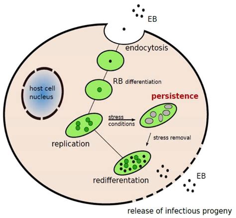 Chlamydophila pneumoniae Antigens - Creative Diagnostics