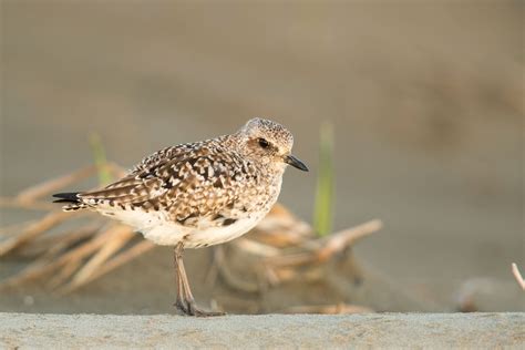 Black-bellied Plover | Audubon Field Guide