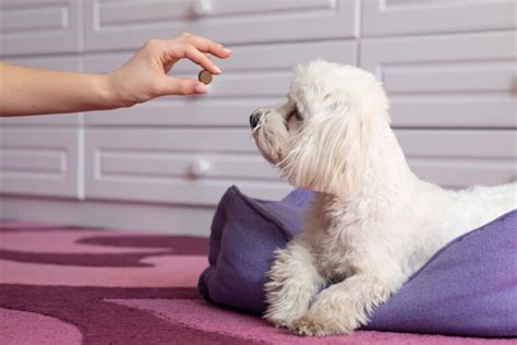 A Comprehensive Guide to the best Anti-Anxiety Medications for Dogs ...