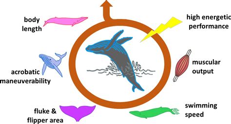 Animal Behavior: Whale breaching says it loud and clear | eLife