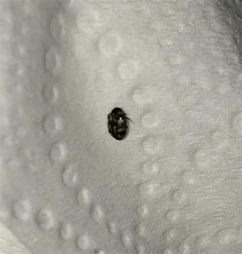 Tiny Black Bugs In My Bedroom | Psoriasisguru.com