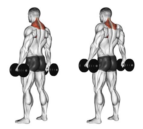 The Best Trap Exercises For Big Bad Trapezius Muscles - Ignore Limits