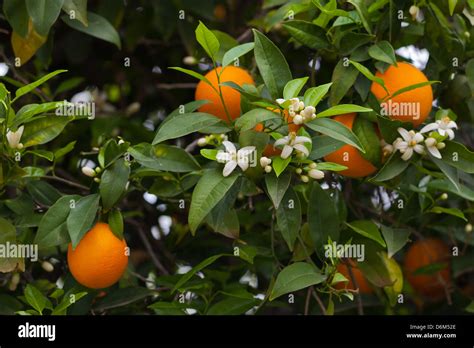 Blooming orange tree with fruits on orange farm Stock Photo - Alamy