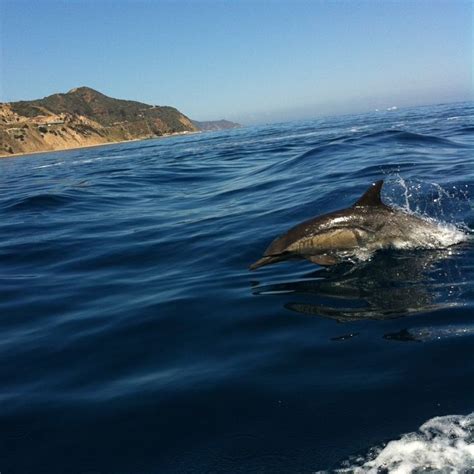 18 best images about Catalina Wildlife on Pinterest | The buffalo ...