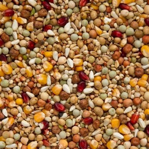 Textured Birds Feed, Packaging Type: PP Bag at best price in Jamnagar | ID: 4365042630