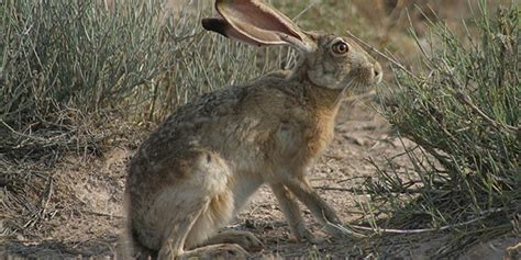 Black-tailed Jackrabbit - White Sands National Park (U.S. National Park Service)