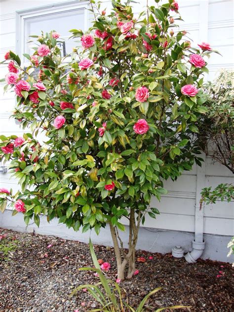 Camellia shaped into a tree. ONLY grows in zones 7-9 :( but blooms in ...