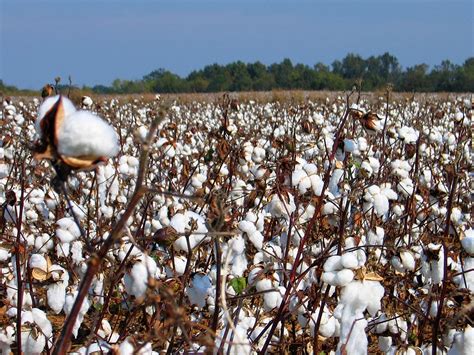 Mysterious Deaths in Alabama: Could They Be Related to Monsanto's Bt Cotton Crops? - The Organic ...