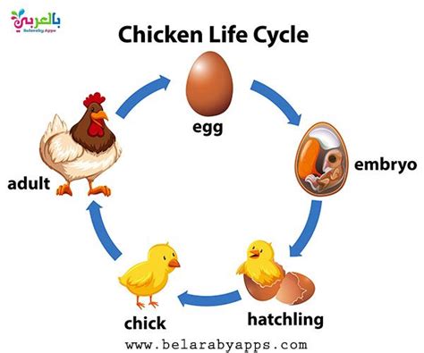 the life cycle of an animal in arabic language with pictures of eggs ...