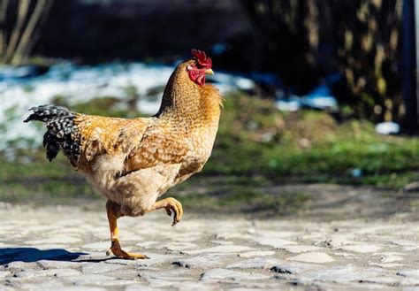 Premium Photo | Chicken and rooster on a farm free grazing ecological farm