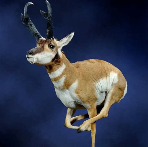 Pin by Joshua J. Cadwell on Antelope mounts. (With images) | Weird ...