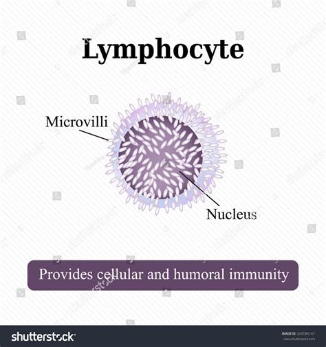 Anatomical Structure Lymphocyte Cell Blood Vector : image vectorielle ...