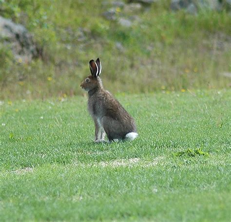 Lepus europaeus (Leporidae) image 16241 at PlantSystematics.org