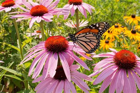 Drought Tolerant Plants For Hot, Dry Summers