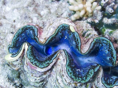 These Interesting Facts About the Giant Clam Will Make You Go WOW - Animal Sake