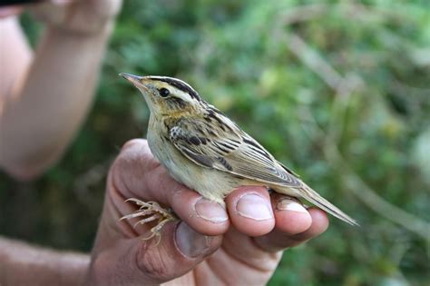 West Cornwall Ringing Group: November 2014