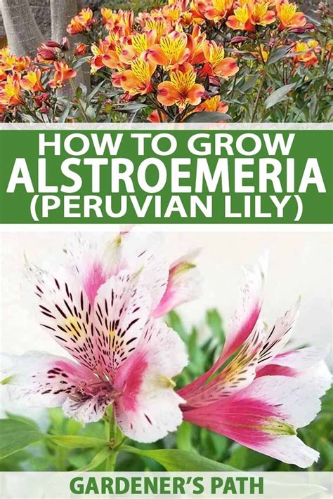 How to grow and care for alstroemeria peruvian lily – Artofit