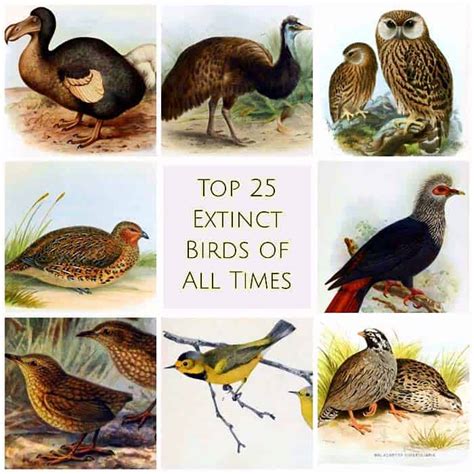 25 Extinct Birds: From Millions To Fully Wiped Out | Bio Explorer