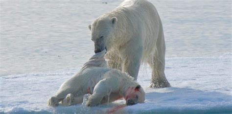 POLAR BEAR'S CANNIBALISM: 2020