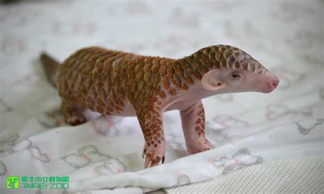 Tiny Newborn Pangolin Gets Fed, Bathed and Cuddled at the Taipei Zoo in ...