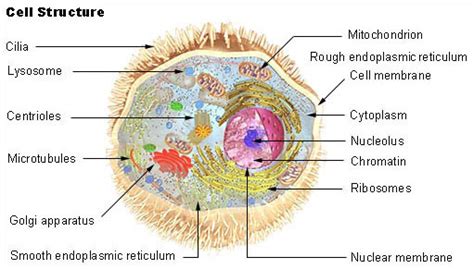 Human anatomy and Physiology : Cells, Tissues, & Membranes