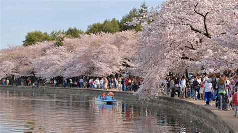 Cherry blossom peak bloom could be one of earliest in history – CNS ...