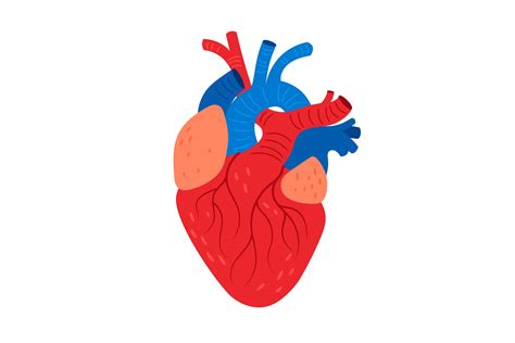 Anatomical heart cartoon icon (1739286) | Icons | Design Bundles