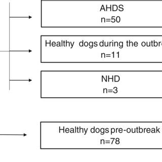 The flow diagram shows the different groups of dogs included in this ...