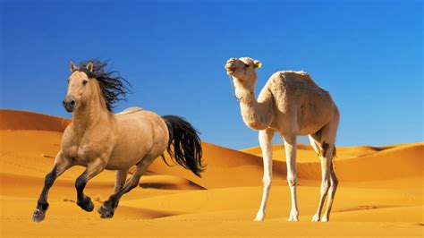 How Fast Camels Are Compared to Horses – animalfoodplanet