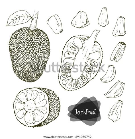 1.005 afbeeldingen voor jackfruit drawing: afbeeldingen, stockfoto‘s en ...