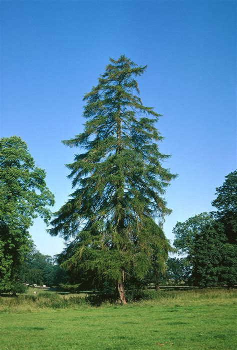 European Larch Tree Photograph by Maurice Nimmo/science Photo Library