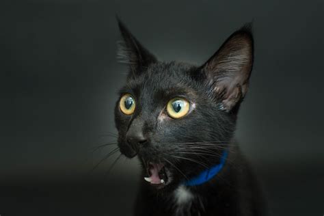 El Fotógrafo que Lucha por Salvar a Estos Increíbles Gatos Negros que ...